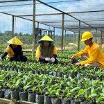 Anak Usaha Astra Agro Lestari di Kaltim Optimalisasi Hasil Panen Buah Sawit