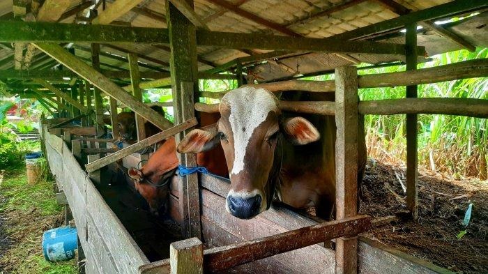 Prevent LSD Disease, Disbunak Paser Performs Vaccination of Thousands of Cattle Media East Kalimantan